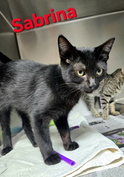 Sabrina, a cat for adoption from The Humane Society of Sullivan County