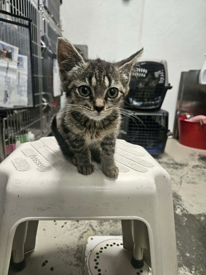 Stella, a cat for adoption from The Humane Society of Sullivan County