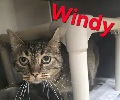 Windy - Domestic Short Hair