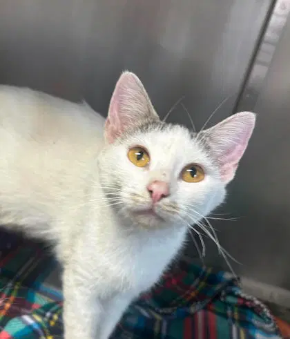 Kanga - Domestic Short Hair