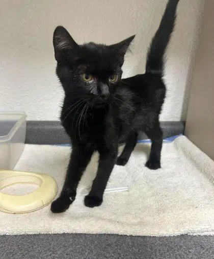 Sage - Domestic Short Hair