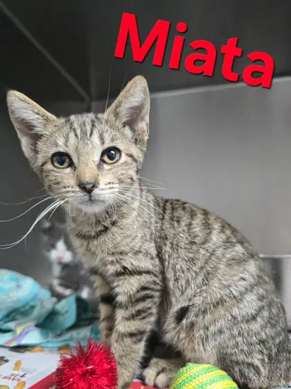 Miata - Domestic Short Hair