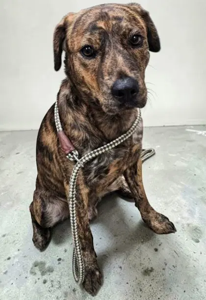 Dallas - American Pit Bull Terrier