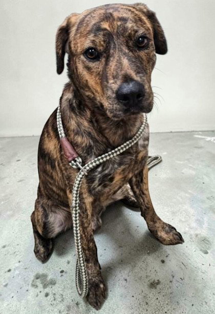 Dallas, a dog for adoption from The Humane Society of Sullivan County