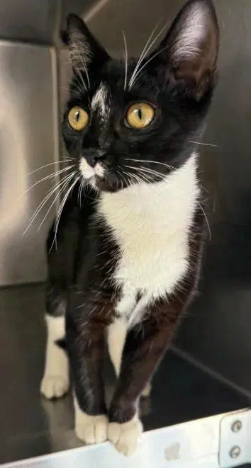 Marceline - Domestic Short Hair