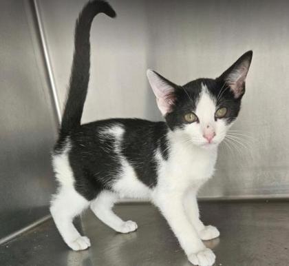 Panda, a cat for adoption from The Humane Society of Sullivan County