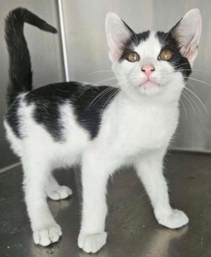 Rose, Domestic Short Hair