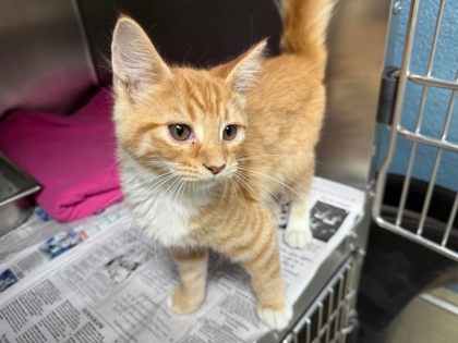 Ritz, Domestic Short Hair