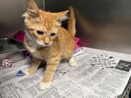 Oyster, Domestic Short Hair