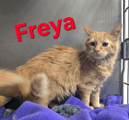 Freya, Domestic Medium Hair