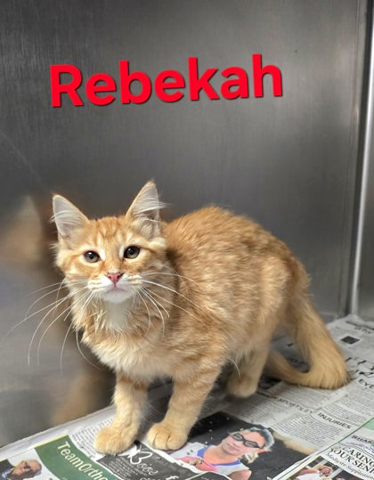 Rebekah, Domestic Medium Hair