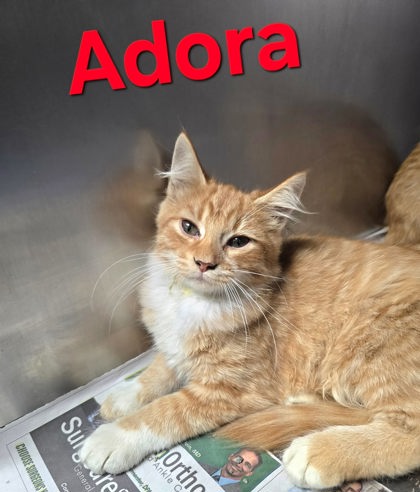 Adora, Domestic Medium Hair