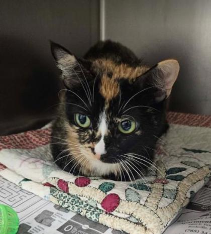 Amber, Domestic Short Hair