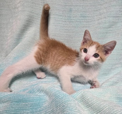 Leon, Domestic Short Hair