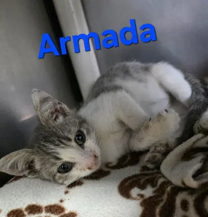 Armada - Domestic Short Hair