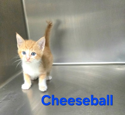 Cheeseball