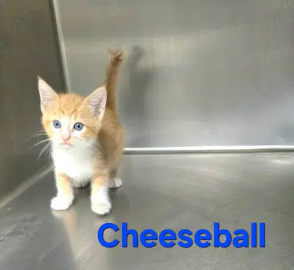 Cheeseball - Domestic Short Hair