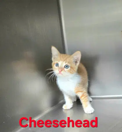 Cheesehead - Domestic Short Hair