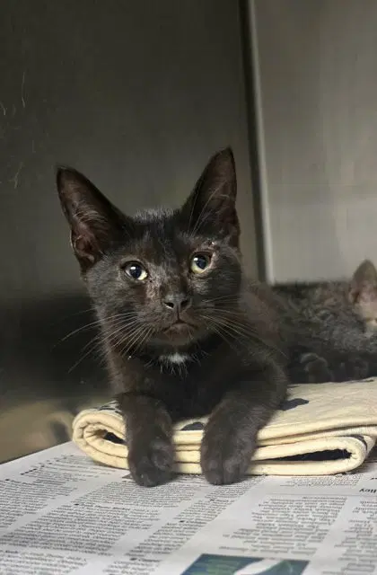 Price - Domestic Short Hair
