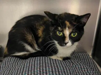 Velveeta - Domestic Short Hair