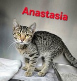 Anastasia