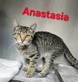 Anastasia - Domestic Short Hair