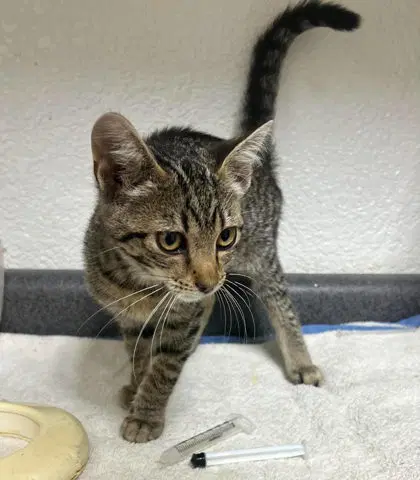 Pepper - Domestic Short Hair