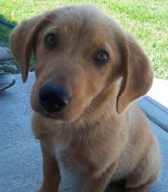 Gretta
