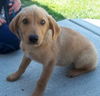 Gretta