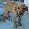 Gretta