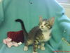 Grissom@Petsmart