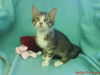 Grissom@Petsmart