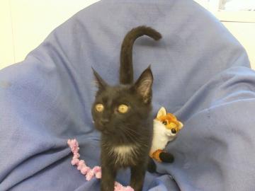 Jet@Petsmart