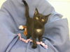 Jet@Petsmart