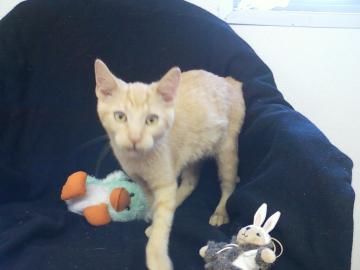 Jo Di Maggio@Petsmart