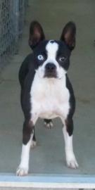 Dottie Joe