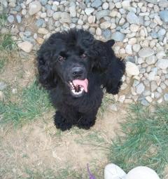 Jasper