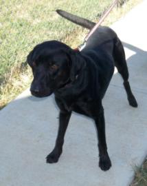 Blackie