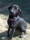 Blackie