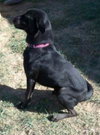 Blackie