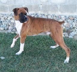 Bruno