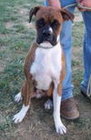 Bruno