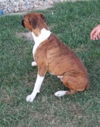 Bruno