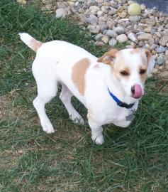 Cooper