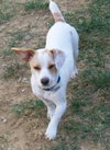 Cooper