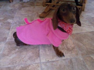 Dixie-Bee
