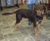 Hershey