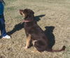 Hershey