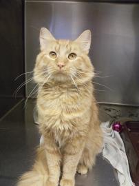 Oscar@Petsmart