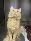 Oscar@Petsmart